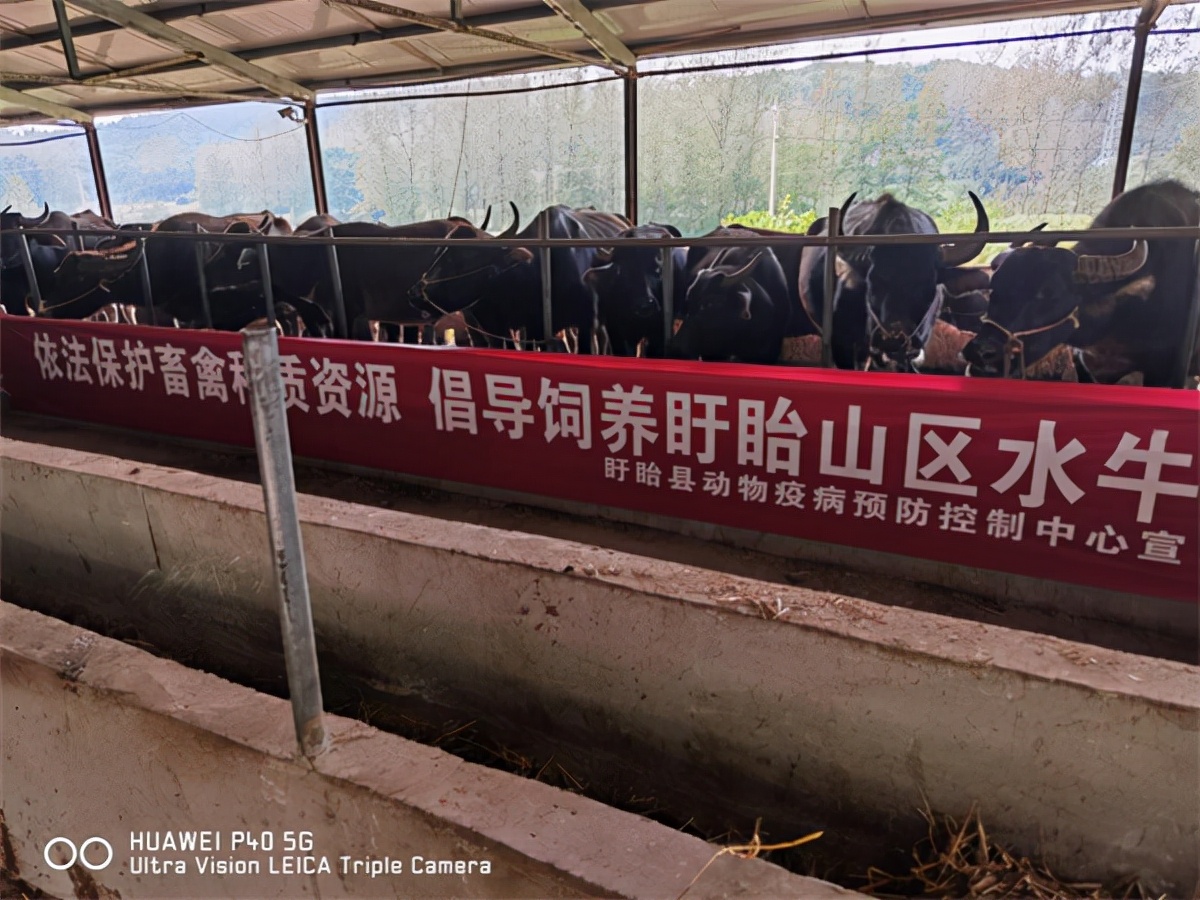 盱眙:做好畜禽遗传资源普查 推进山区种质资源保护